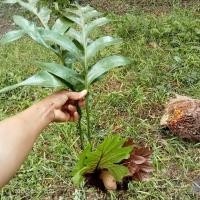 ราคา ต้นกระแตไต่ไม้ขายตามภาพกิ่ง20บาท (10741820793)