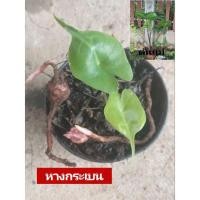 ราคา ต้นหางกระเบน alocasiaAlocasia Stingray l อโลคาเซีย สติงเรย์  อโลคาเซียปลากระเบน/ หางกระเบน (19834686083)