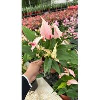 ราคา หน้าวัวแคระ ลิลลี่ สีชมพู Anthurium flower (29809262365)