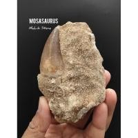 ราคา ฟอสซิล โมซาซอรัส ส่วนฟัน ขนาดใหญ่ บนฐานหิน ติดฟอสซิลสัตว์ทะเลชิ้นเล็กๆมาด้วย Mosasaurus ( Teeth ) (25784829470)