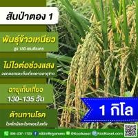 ราคา เมล็ดพันธุ์​ข้าว​ ข้าวเหนียว สันป่าตอง 1 นาปี นาปรัง ไม่ไวแสง ทนโรค ใบไหม้ ใบแห้ง 1 กก. คูลเกษตร ไรซ์ KR22 (27482550209)