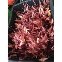 ราคา บัวแดง บัวกินสาย 1กิโลกรัม ซื้อ 5แถม1 พร้อมจัดส่งจ้า (18312924368)