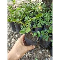 ราคา ต้นกล้าแก้วเจ้าจอมเพาะเมล็ด คละไซส์ 4ต้น (25879667401)