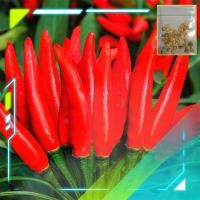 ราคา [5แถม1] เมล็ดพริกช่อจีน เมล็ดพันธุ์พริกช่อจีน Thee Cherry Pepper Seeds เมล็ดพริกช่อ (12881011586)
