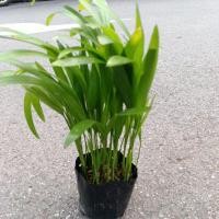 ราคา ต้นหมากเหลือง (Yellow Palm) (20389847829)