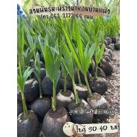 ราคา มะพร้าวน้ำหอมบ้านแพ้ว1ชุด5ต้น ลูกดกต้นเตี้ย (41408160998)