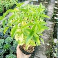 ราคา ต้นโหรพาขนาดต้นสูง30-40ซม.(2เเพค) (5621333312)