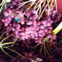 ราคา 10 เมล็ด เมล็ดพันธุ์ อินทผาลัม (Date palm) สายพันธุ์ บาฮีแดง (6593869923)