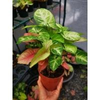 ราคา Mix3ออม ต้นออมชมพู ต้นออมทอง ต้นออมเงิน กอใหญ่พร้อมเลี้อย (7596844875)