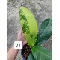 ราคา เศรษฐีวิลสันด่าง Dieffenbachia (4392536107)