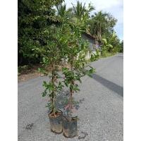 ราคา ต้นเชอรี่หวานไทยพร้อมปลูก (งานปักชำ)สูง 70cm ขึ้น ต้นแข็งแรงพร้อมปลูก (28673113640)