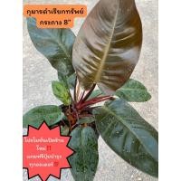 ราคา ต้นกุมารดำเรียกทรัพย์ ไม้มงคลเรียกทรัพย์เงินทอง กระถาง8" (20589132158)