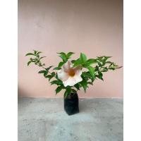 ราคา ต้นบานบุรี สีโอรส ออกดอกตลอดปี (21920250057)