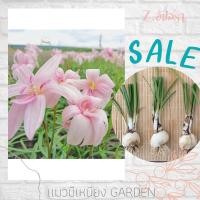 ราคา บัวดิน อัปสรา *แพ็ค3 หัว* บัวดอนดอกซ้อน บัวดินมีกลิ่นหอม บัวดินสีชมพู (12306367900)