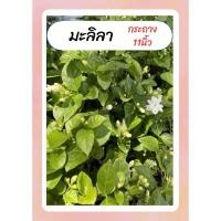 ราคา มะลิลา มะลิร้อยมาลัย มะลิหอม มะลิวันแม่ ดอกหอม เลี้ยงง่าย กระถาง11นิ้ว (24379508979)
