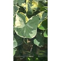 ราคา ต้นถุงเงินถุงทอง ชื่อวิทยาศาสตร์ “XANTHOSOMA” ต้นถุงเงินถุงทอง ชื่อสามัญ Mickey Mouse Plant เป็นไม้ล้มลุก (29234090230)