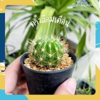 ราคา *จัดส่งทั้งกระถาง* ดาวล้อมเดือน แคคตัส กระบองเพชร ขนาดประมาณ 2.0-2.5 ซม. ไม้อยู่ในกระถาง 2 นิ้ว (11636495360)