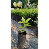 ราคา ต้นชมพู่น้ำดอกไม้ ซื้อ5ต้นแถม1ต้น [เพาะเมล็ด] (8251918436)