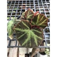 ราคา บีโกเนีย​ Begonia​ Soli​ Mutata​ บีโกเนียใบกำมะหยี่ (16811317144)