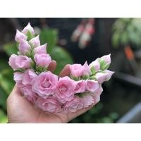 ราคา ช่อเอื้องติดมาลัยข้อพระกร (22714816291)