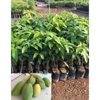 ราคา ต้นมะม่วงแก้วขมิ้น (กิ่งทาบ)เนื้อแน่นละเอียด พันธุ์ลูกใหญ่ ออกผลไว ขนาดต้นสูง50-70ซม(1ต้น/แพค) (5736103623)