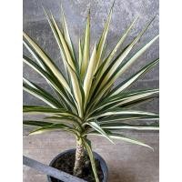 ราคา จันผาด่างอัฟริกา กอใหญ่ (17497437513)