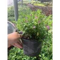 ราคา ต้นหลิว หลิวไต้หวัน ต้นหลิวไต้หวัน กระถาง 6 นิ้ว สวยๆ ขั้นต่ำ 2 ต้น (4177694836)