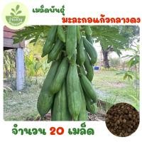ราคา เมล็ดพันธุ์มะละกอแก้วกลางดง จำนวน 20 เมล็ด (50603498292)
