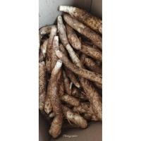 ราคา มันสาคูมันโบราณหาทานยาก (54201610897)