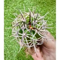 ราคา พร้อมส่งแคคตัสเมโลหนามโค้ง ไม้เมล็ด Melocactus curvispinus ssp.Ruestii (23186523594)