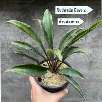 ราคา ต้นลิ้นมังกร Sansevieria Sudwalla Cave v. ก้านม่วงด่าง (55801733624)