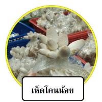 ราคา เห็ดโคนน้อย ชุด 1 ก้อน (11134911557)