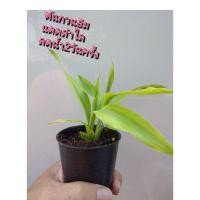 ราคา ต้นกวนอิม​ต้นไม้​มงคล​ต้นไม้​ฟอก​อากาศ​ (6583666164)
