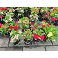 ราคา ต้นโป๊ยเซียนดอกปรกติ ในกระถาง 5-6 นิ้ว ไม้แดด ออกดอกตลอดปี (25709389835)