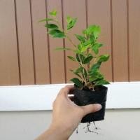 ราคา TLPสินค้า​ขายดี‼️ไทรเกาหลีปลูก​เป็น​แนว​รั้ว 50ต้นรวมค่าส่งแล้ว(สั่งซื้อออเดอร์​ละ1แพค)​ (2414819129)