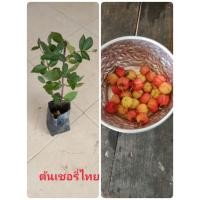 ราคา ต้นเชอรี่ไทยต้นละ55บาท (40212731835)