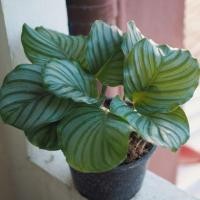 ราคา Calathea orbifolia คล้าใบตอง (3400395380)