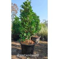 ราคา ต้นไทรเกาหลี ต้นสูง 1 เมตร กระถาง 15 นิ้ว ฟอร์มสวย (45404728380)