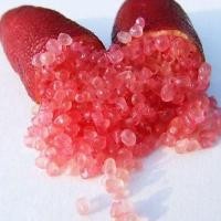 ราคา ต้นมะนาวนิ้วมือ มะนาวคาเวียร์ Finger lime พันธุ์ PINK ICE ลำต้นสูง 30 ซม (11713488347)