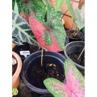 ราคา นางไหมกัดสีสวยๆสดๆ/บอนสีนางไหมบอนสีกำลังมาแรง (11044342699)