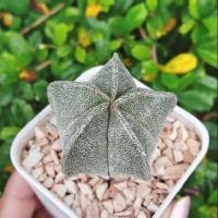 ราคา แอสโตร ไมริโอ้ 5 พู Astrophytum myriostigma (2646266571)