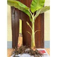 ราคา หน่อกล้วยน้ำว้า พันธุ์มะลิอ่อง 2 หน่อ (ขุดสด ส่งเลย) (29159910932)