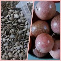 ราคา #เมล็ดเสาวรส พันธุ์ไทนุงสีม่วงรสหวานอมเปรี้ยวเป็นเมล็ดพันธุ์ที่สวนทำเองได้เมล็ดสดใหม่ (22218662962)