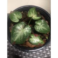 ราคา ชายชล บอนสีชายชล ป้ายสีทุกใบ (12604262479)