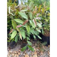 ราคา ต้นมะดัน มะดัน ส้มมะดัน ไม้ผลมีรสเปรี้ยว แช่อิ่มดอง ทานสดได้ (มีขั้นต่ำ)เลือกผสมกับต้นอื่นๆในร้านได้ (45204318019)