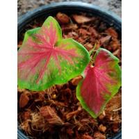 ราคา บอนสี⚡ปลาบู่ทอง⚡จัดส่งต้นตามภาพแบบตระกร้า (12116529155)