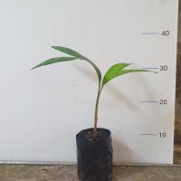 ราคา ต้นสละกุลาปาเซะ (Salak Gula Pasir) สละรสหวาน ติดผลได้ในต้นเดียว (20856621940)