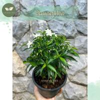 ราคา ต้นพุดศุภโชค กระถาง 6 นิ้ว (20995692689)