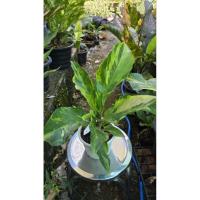 ราคา ต้นโชคเก้าชั้น ด่างเหลือง (55804100119)