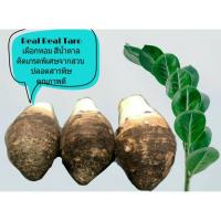 ราคา เผือกหอมสีน้ำตาล คัดเกรดพิเศษ จากสวน (3801470562)